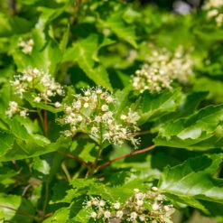 Hot Wings® Maple Tree -GreenNest Shop Hot Wings Tartarian Maple 5