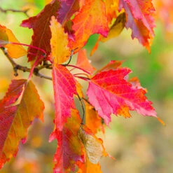 Hot Wings® Maple Tree -GreenNest Shop Hot Wings Tartarian Maple 7 BB