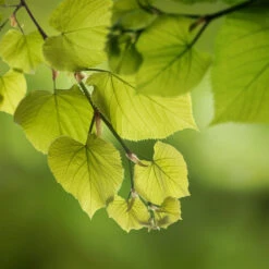 Hybrid Poplar Tree -GreenNest Shop Hybrid Poplar 5 BB