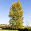 Hybrid Poplar Tree 1 Hybrid Poplar Tree -GreenNest Shop Hybrid Poplar BB 600x600 1366eeef b8b2 4b60 b715 eb45e37eaa9e