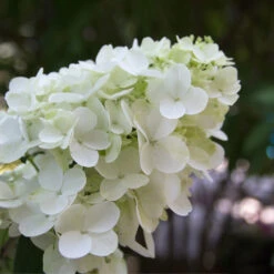 Fire Light® Hydrangea Shrub -GreenNest Shop Hydrangea FIrelight 1 fd1516c0 f9f1 47ae ab44 acbddb4029f4