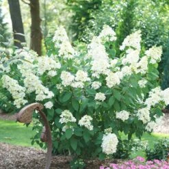 Fire Light® Hydrangea Shrub -GreenNest Shop Hydrangea FIrelight 2 BB