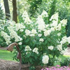 Fire Light® Hydrangea Shrub -GreenNest Shop Hydrangea FIrelight 2 BB 8e59034a e986 4a70 b9fc c2ac290b1222