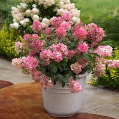 Fire Light® Hydrangea Shrub -GreenNest Shop Hydrangea FIrelight 6
