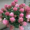 Fire Light® Hydrangea Shrub -GreenNest Shop Hydrangea FIrelight BB 600x600 e9f50916 5e3c 4f74 9710 91a74350206d
