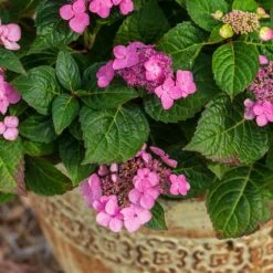 Endless Summer® Pop Star® Bigleaf Hydrangea -GreenNest Shop Hydrangea Pop Star 1
