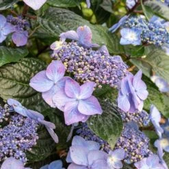 Endless Summer® Pop Star® Bigleaf Hydrangea -GreenNest Shop Hydrangea Pop Star 2