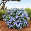 Endless Summer® Pop Star® Bigleaf Hydrangea -GreenNest Shop Hydrangea Pop Star BB 600x600 429664ff e2b0 4bc9 a6fd 79177a956c24