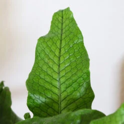 Crocodile Fern 7 Crocodile Fern -GreenNest Shop IMG 4984 altered