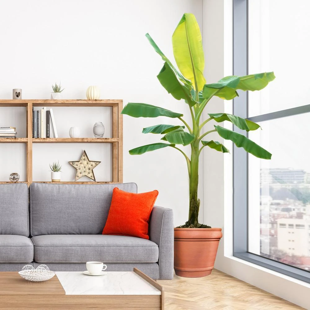 Ice Cream Banana Tree 7 Ice Cream Banana Tree - Image 5