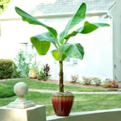 Ice Cream Banana Tree 10 Ice Cream Banana Tree -GreenNest Shop Ice Cream Banana 8 BB