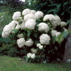 Incrediball® Hydrangea Shrub -GreenNest Shop Incrediball Hydrangea 1 BB
