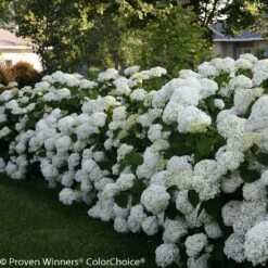 Incrediball® Hydrangea Shrub -GreenNest Shop Incrediball Hydrangea 3 BB