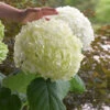 Incrediball® Hydrangea Shrub 2 Incrediball® Hydrangea Shrub -GreenNest Shop Incrediball Hydrangea BB 600x600 9a086a69 b15b 40c1 9ce7 72e9bc77e9b2