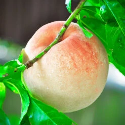 Indian Free White Peach Tree -GreenNest Shop Indian Free Peach 4 BB