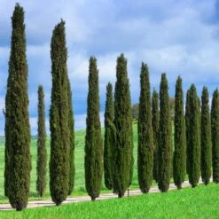 Italian Cypress Tree 12 Italian Cypress Tree -GreenNest Shop Italian Cypress 1 BB