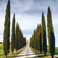 Italian Cypress Tree -GreenNest Shop Italian Cypress 4 BB 54feeb80 e54f 4219 802d ad750d98b1fa