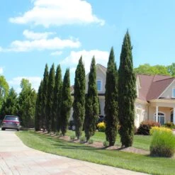 Italian Cypress Tree -GreenNest Shop Italian Cypress 6 BB 5365f97a 08c0 438b b627 e5c4149e9dc9