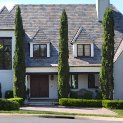 Italian Cypress Tree