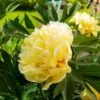 Bartzella Peony -GreenNest Shop Itoh Peony Bartzella BB 600x600 ba0a5aed d876 413d 9146 7e18d14b3e61