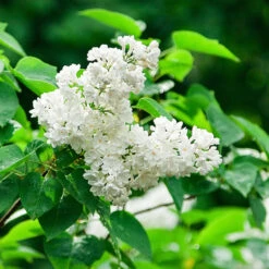 Ivory Silk Japanese Lilac Tree -GreenNest Shop Ivory Silk Lilac 2