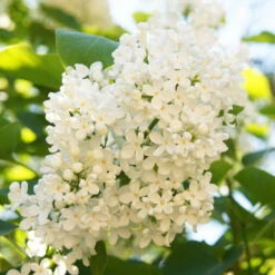 Ivory Silk Japanese Lilac Tree -GreenNest Shop Ivory Silk Lilac 4