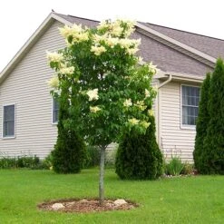 Ivory Silk Japanese Lilac Tree