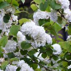 Japanese Snowball Bush -GreenNest Shop Japanese VIburnum 4 BB