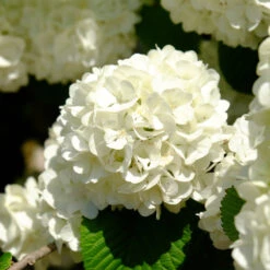 Japanese Snowball Bush -GreenNest Shop Japanese VIburnum 6