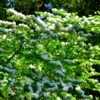 Japanese Snowball Bush -GreenNest Shop Japanese VIburnum BB 600x600 1e4cb826 059a 4e79 8e22 1dcc1c7fc6d7