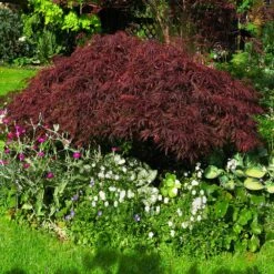 Red Dragon Japanese Maple Tree -GreenNest Shop Japanese Maple Red Dragon 4 BB