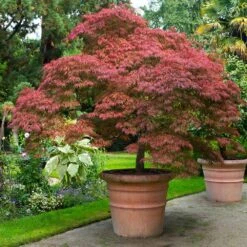 Red Dragon Japanese Maple Tree -GreenNest Shop Japanese Maple Red Dragon 6