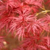 Red Dragon Japanese Maple Tree 2 Red Dragon Japanese Maple Tree -GreenNest Shop Japanese Maple Red Dragon BB 600x600 fc4793f8 8cd7 48ff 8a91 937828e60a65