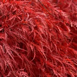 Tamukeyama Japanese Maple Tree -GreenNest Shop Japanese Maple Tamukayama 5