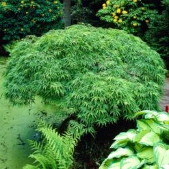 Weeping Japanese Maple Tree -GreenNest Shop Japanese Maple Viridis 1 BB