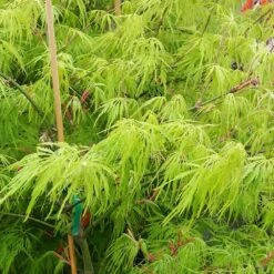 Weeping Japanese Maple Tree -GreenNest Shop Japanese Maple Viridis 2