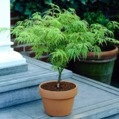 Weeping Japanese Maple Tree -GreenNest Shop Japanese Maple Viridis 4