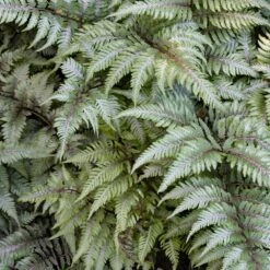 Japanese Painted Fern -GreenNest Shop Japanese Painted Fern 3 BB