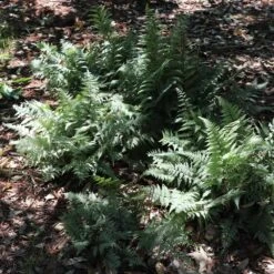 Japanese Painted Fern -GreenNest Shop Japanese Painted Fern 6