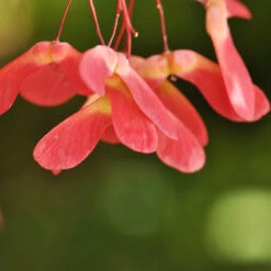 Red Select Japanese Maple -GreenNest Shop Japanese Red Select 4