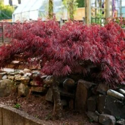 Red Select Japanese Maple -GreenNest Shop Japanese Red Select 6 BB