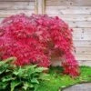 Red Select Japanese Maple 2 Red Select Japanese Maple -GreenNest Shop Japanese Red Select BB 600x600 361135ae 8aa4 48a9 a7fb 6656c8df232e