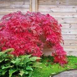 Red Select Japanese Maple