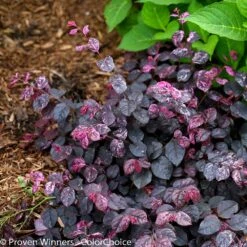Jazz Hands® Variegated Loropetalum 9 Jazz Hands® Variegated Loropetalum -GreenNest Shop Jazz Hands loropetalum 5 BB