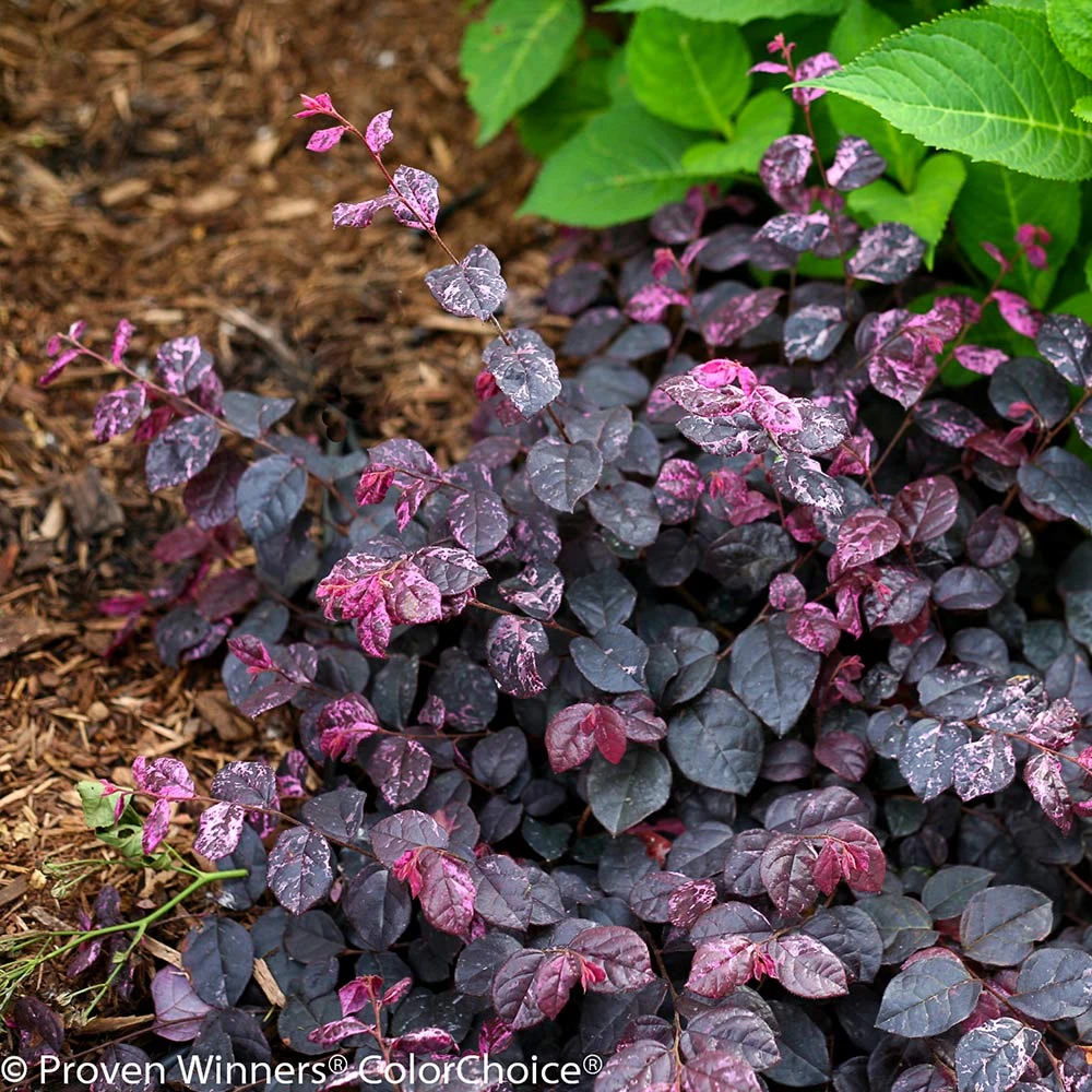 Jazz Hands® Variegated Loropetalum 6 Jazz Hands® Variegated Loropetalum - Image 4