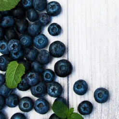 Jewel Blueberry Bush -GreenNest Shop Jewel Blueberry 2