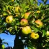 Jonagold Apple Tree -GreenNest Shop Jonagold Apple BB 600x600 2c1dc9e7 a550 498c 9cf4 9b0f702fa008