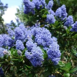 Creeping Mountain Lilac -GreenNest Shop Joyce Coulter California Lilac 2