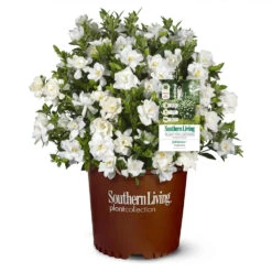 Jubilation™ Gardenia Shrub 9 Jubilation™ Gardenia Shrub -GreenNest Shop Jubilation Gardenia 1