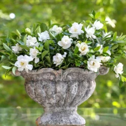 Jubilation™ Gardenia Shrub 10 Jubilation™ Gardenia Shrub -GreenNest Shop Jubilation Gardenia 2
